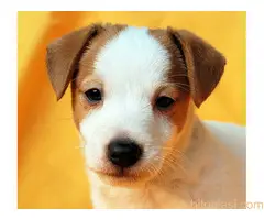 Džek Rasel terijer/Jack Russell Terrier - 13