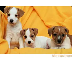 Džek Rasel terijer/Jack Russell Terrier - 14