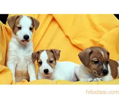 Džek Rasel terijer/Jack Russell Terrier - 15