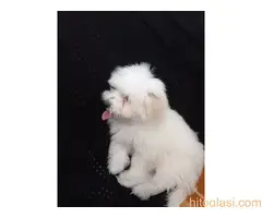 Maltezer štenci - 3