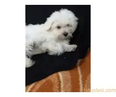 Maltezer štenci - 4