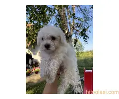 Maltezer štenci - 5