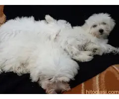 Maltezer štenci - 6