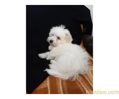 Maltezer štenci - 7