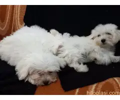 Maltezer štenci - 8