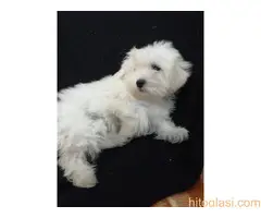 Maltezer štenci - 9