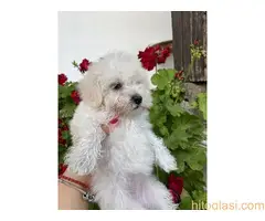 Maltezer štenci - 10
