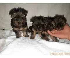 Jorkširski terijer stenci - 2