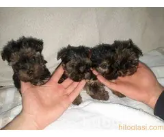 Jorkširski terijer stenci - 3