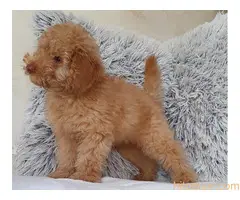 Patuljasta pudla, musko stene - 2