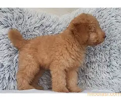 Patuljasta pudla, musko stene - 3