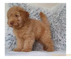 Patuljasta pudla, musko stene - 4