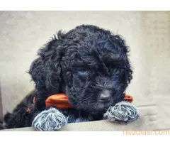 Lagoto  romanjolo štenci - 2