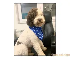 Lagoto  romanjolo štenci - 3