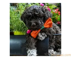 Lagoto  romanjolo štenci - 4