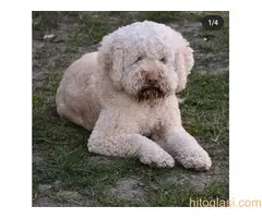 Lagoto  romanjolo štenci - 5