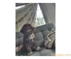 Lagoto  romanjolo štenci - 6