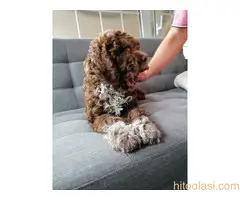 Lagoto  romanjolo štenci - 7