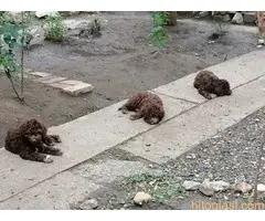 Lagoto  romanjolo štenci - 8