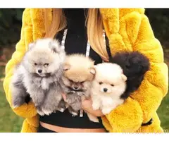 Pomeranac,Pomeranian,Boo štenci