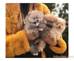 Pomeranac,Pomeranian,Boo štenci - 2