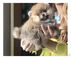 Pomeranac,Pomeranian,Boo štenci - 3