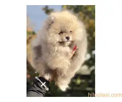 Pomeranac,Pomeranian,Boo štenci - 4