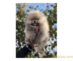 Pomeranac,Pomeranian,Boo štenci - 5