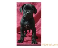 Cane corso, zenski stenci - 2