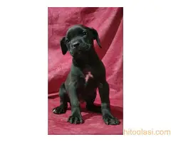 Cane corso, zenski stenci - 3