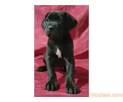 Cane corso, zenski stenci - 4