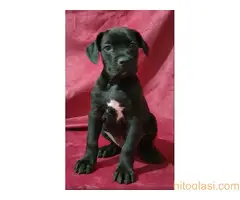 Cane corso, zenski stenci - 5