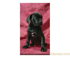 Cane corso, zenski stenci - 6