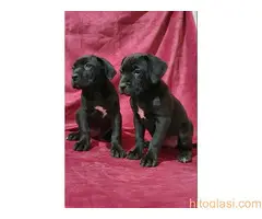 Cane corso, zenski stenci - 7
