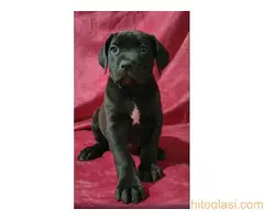 Cane corso, zenski stenci - 8