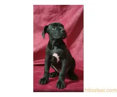 Cane corso, zenski stenci - 9