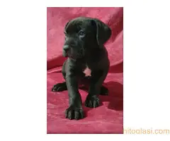 Cane corso, zenski stenci - 10