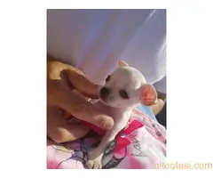 Princess mini chihuahuas - 3