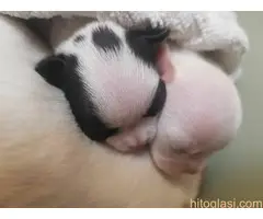 Princess mini chihuahuas - 6