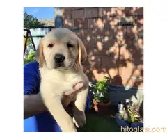 Labrador stenad. Curug - 2