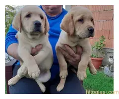 Labrador stenad. Curug - 4