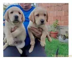 Labrador stenad. Curug - 5