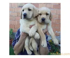 Labrador stenad. Curug - 6