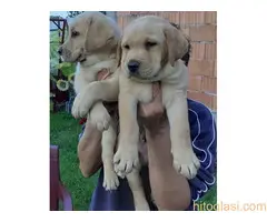 Labrador stenad. Curug - 7