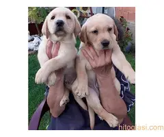 Labrador stenad. Curug - 8