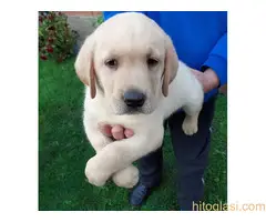 Labrador stenad. Curug - 9