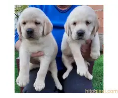 Labrador stenad. Curug - 10