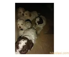 Rezervacija i prodaja kučića - 2