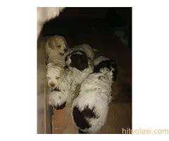 Rezervacija i prodaja kučića - 3