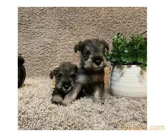 Patuljasti šnaucer, štenci - 2